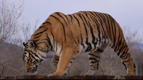 tiger walks on platform at wildlife sanctuary