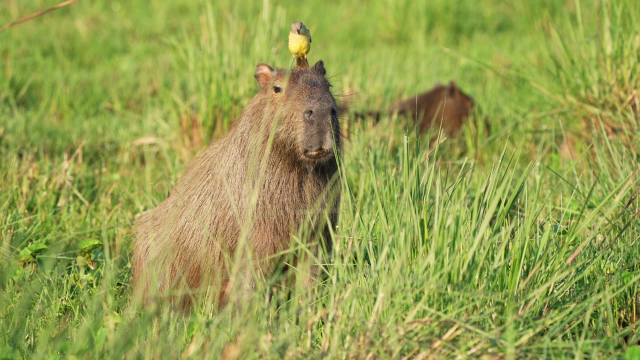 Kapivar (Hydrochoerus hydrochaeris) sidder i højt grønt græs, mens en kvægtyranfugl hviler på dens hoved, med en anden kapivar, der græsser i baggrunden i naturligt habitat