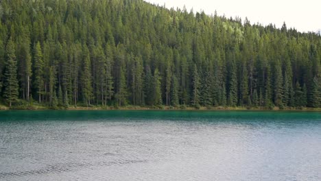 landscape beautiful natural view of two jack lake with beautiful pine tree forest and rockies mountain in background in banff national park,alberta,canada in summer sunshine daytime