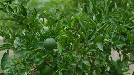 lime tree with many limes on the branch, lush green colours