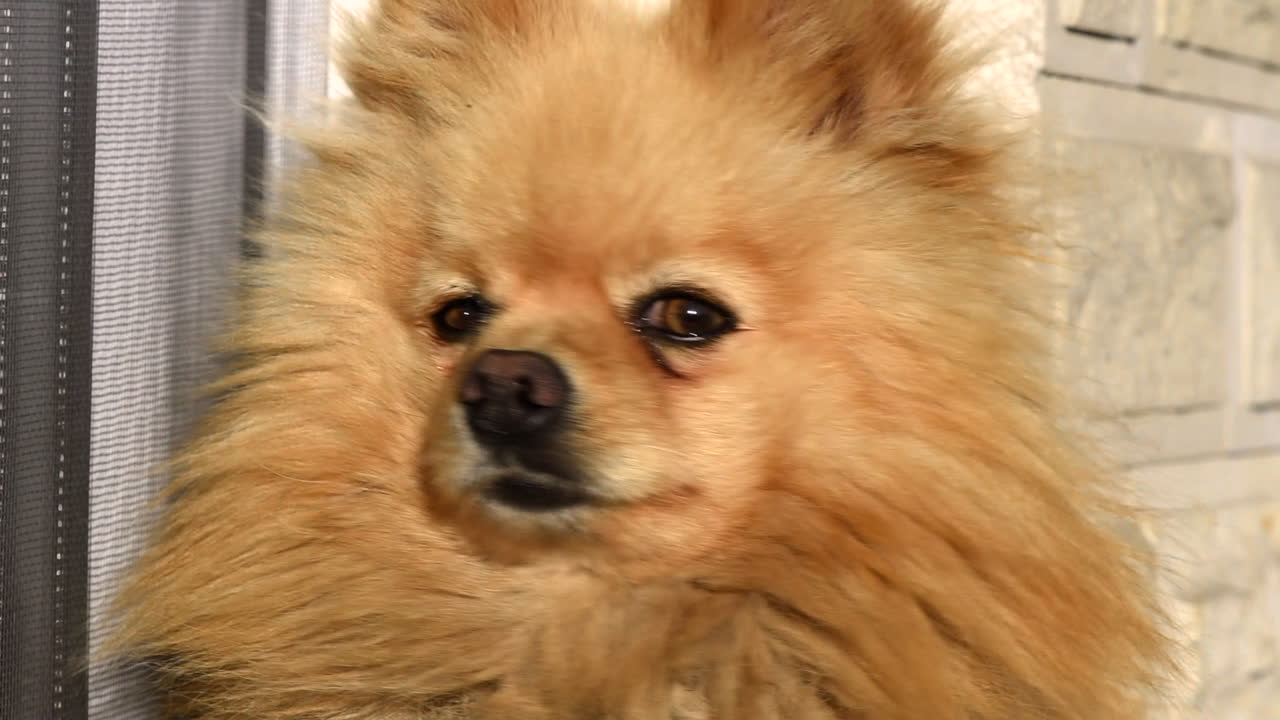 Small pomeranian spitz blinking and looking around near the window. Close up shot at sunlight