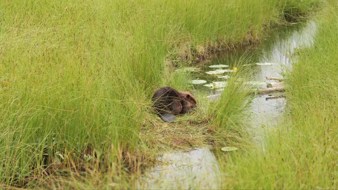 Close up of a beaver laying on the ground next to the water
