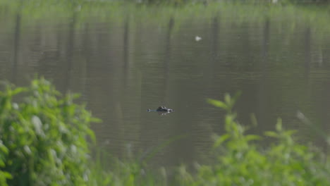 A-young-alligator-from-Chaco-observing-a-prey,-moving-in-the-water