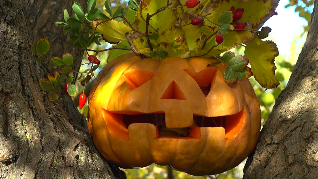 Calabaza de Halloween espeluznante. Fotografiada en un árbol en el bosque.
