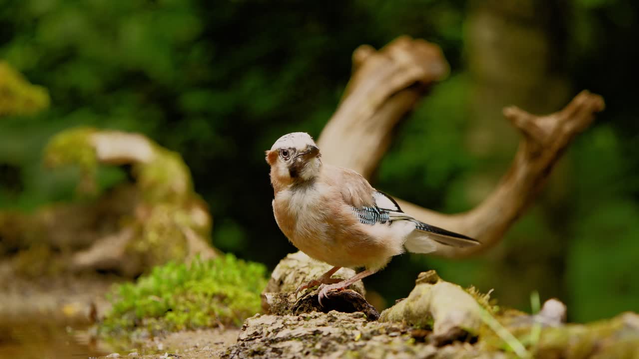 jay eurasiático en friesland países bajos vista lateral de un pájaro inclinándose en una rama rota para comer en el bosque de musgo