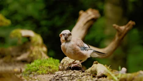 Eurasian-Jay-in-Friesland-Netherland-sideview-of-bird-bending-into-broken-branch-to-eat-in-moss-forest