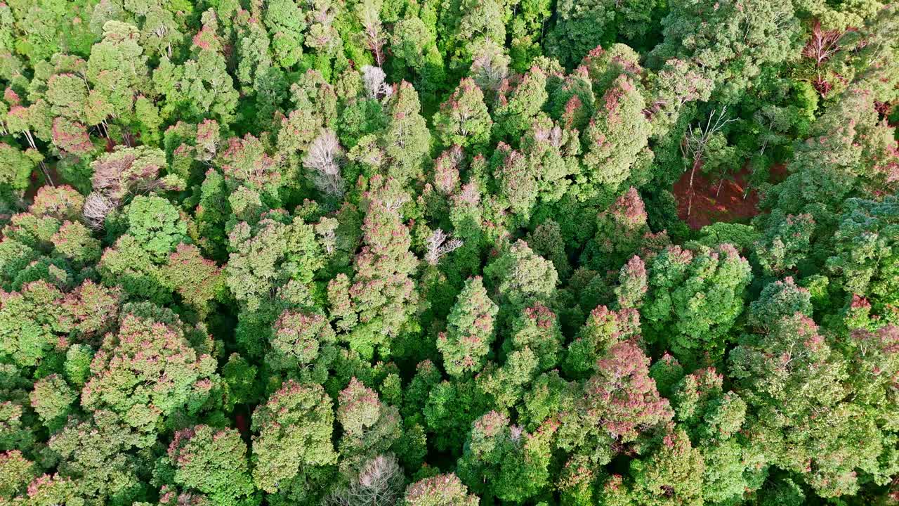 Reveal drone shot of mix trees of forest with different shades of green in morning light. Natural looking forest in aerial view. 4K aerial view of rainforest.