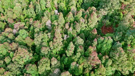 reveal drone shot of mix trees of forest with different shades of green in morning light. natural looking forest in aerial view. 4k aerial view of rainforest.
