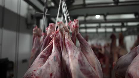 cow leg bunches hanging from hooks and strings in slaughterhouse, close up handheld shot