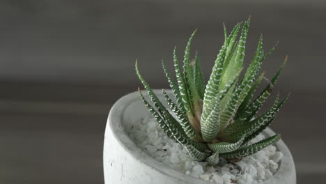 closeup  rotate pointed cactus in pot rotation isolated on wood background