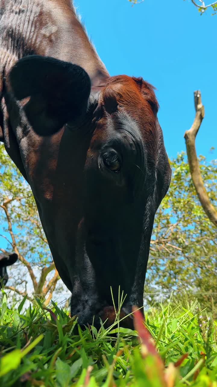 Gaya dekat kepala sapi merumput di rumput hijau. Gaya dekat ekstrem sudut rendah seekor sapi cokelat tua sedang makan rumput di bawah langit biru cerah di Kosta Rika.