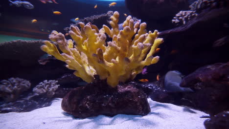 peces en el tanque