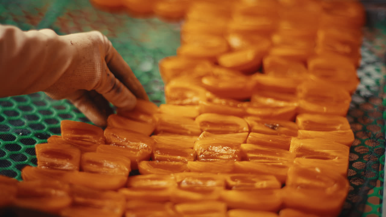 Hand placing orange persimmon slices on a green drying rack for food preservation
