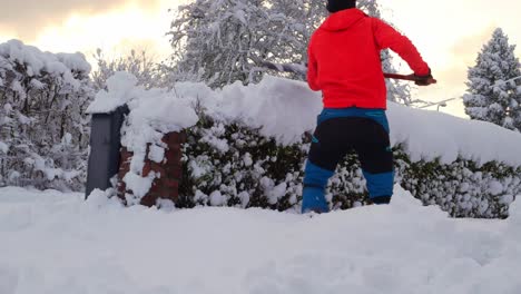 Homeowner-pushing-off-snow-from-hedge-after-heavy-snowfall