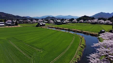 japanese village in spring with cherry blossoms