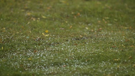 granos de granizo cayendo a la hierba de cerca