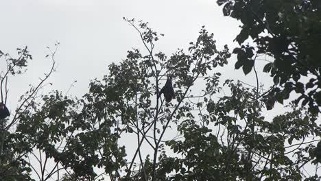 Bat-Hanging-Upside-Down-Moving-On-Tree-Branch-Australia-Gippsland-Victoria-Maffra-Daytime