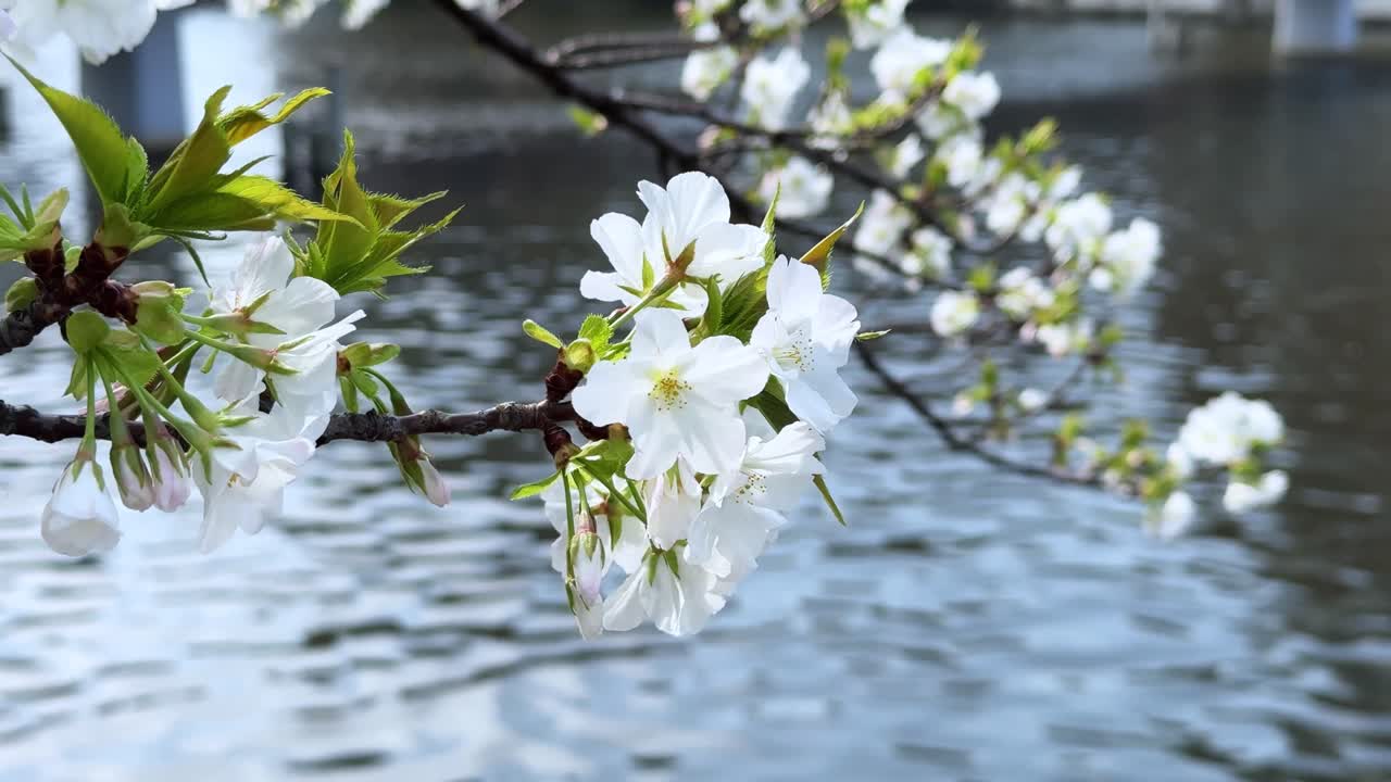 A branch of cherry blossoms with delicate white flowers over a calm river in Tokyo, Japan