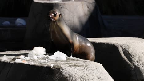 seal playing with ice at melbourne zoo