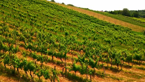 Aerial-4K-drone-footage-of-vineyards-in-Prlekija-region-in-Slovenia