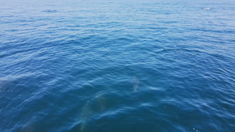 Playful-common-dolphins-swim-under-clear-azure-sea-surface-and-jumps,-low-aerial