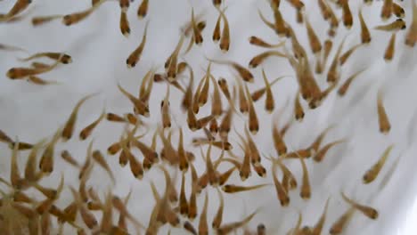 extreme close up of tiny fish fry swimming in crystal clear water at aquaculture fish farming hatchery