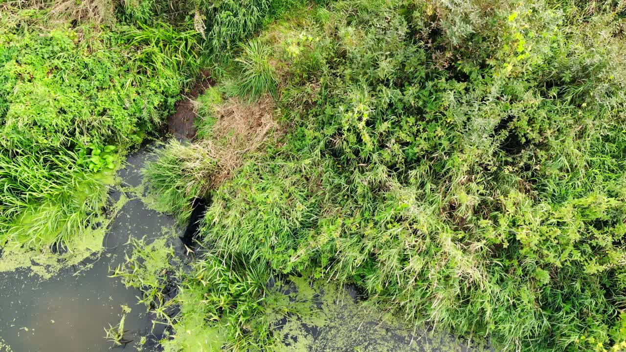 Black fur dog running and barking on green meadow near overgrown pond, animal running and hunts in reeds and canes, top aerial view