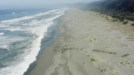 Eine-Herde-Elche-Bewegt-Sich-Entlang-Eines-Strandes-Vom-Meer-Weg-In-Richtung-Wald