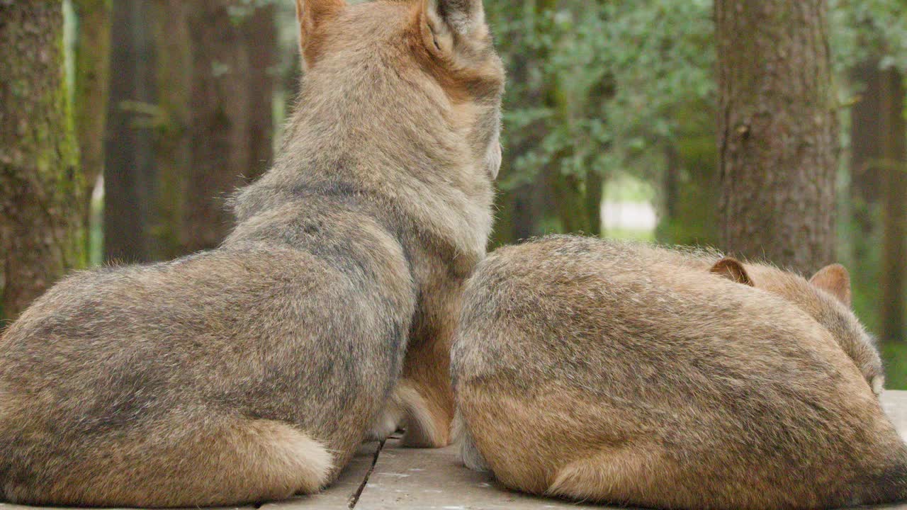 Pair of wolves resting together in tranquil forest, natural daylight, static camera, peaceful atmosphere