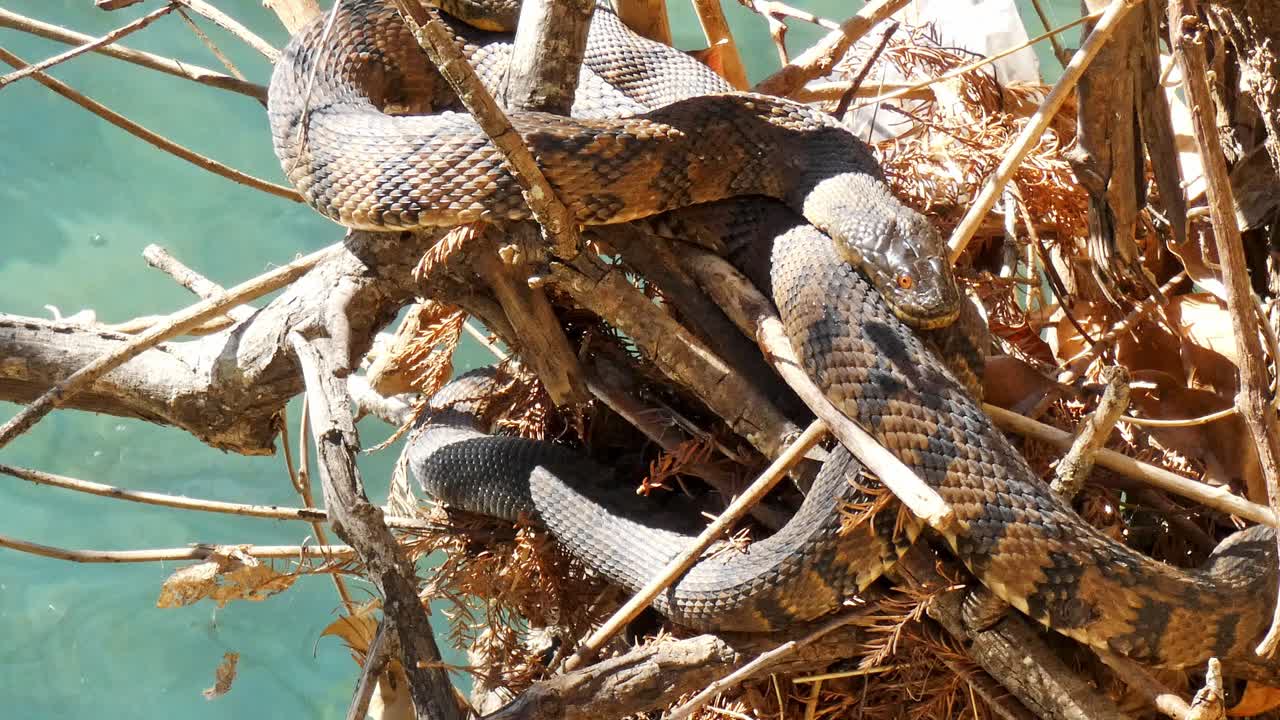 Two diamondback water snakes resting on a tree branch over the river on a sunny day at the park in San Antonio