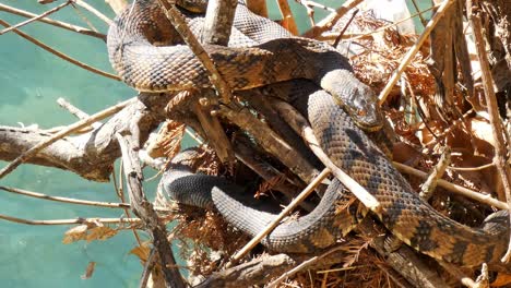 two diamondback water snakes resting on a tree branch over the river on a sunny day at the park in san antonio