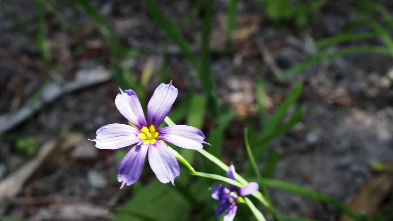 The Bermudiana (Sisyrinchium bermudiana), Bermuda's national flower, is a small member of the Iris Family.