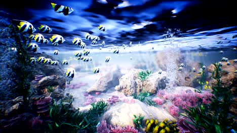 underwater sea waves ripple and tropical fish. loopable