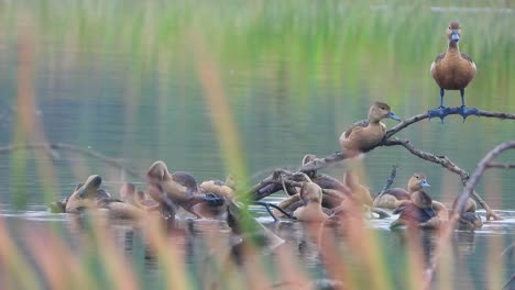 whistling-duck-chicks-with-mom-.