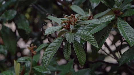 Gotas-De-Lluvia-Goteando-Sobre-Hojas-Verdes-De-Níspero-También-Conocido-Como-Eriobotrya-Japonica,-árbol-De-Hoja-Perenne