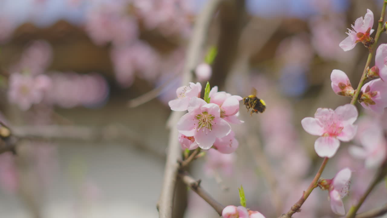 Bumblebee on Peach Blossoms