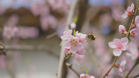 bumblebee on peach blossoms