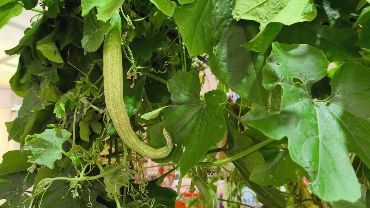 A large snake gourd fruit grows on a trellis in a garden. It is wrapped in a protective fabric net mesh to keep pests away.