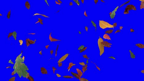 leaves fall autumn falling seasons thanksgiving trees leaf 4k