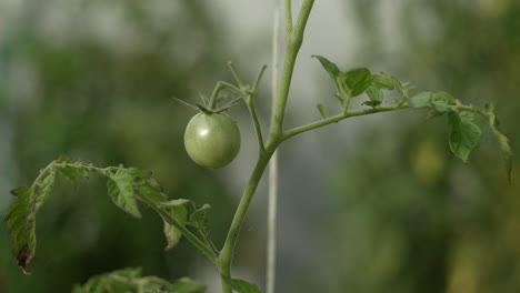 tomates verdes inmaduros en la rama en el primer plano del invernadero