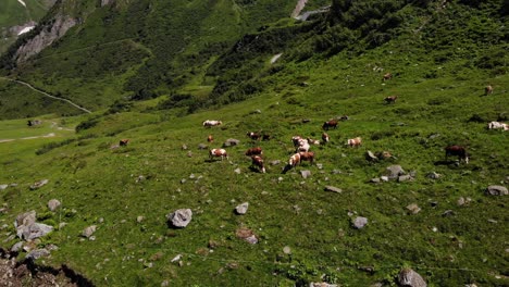 aerial view of herd of cattle grazing at the green meadow in kaprun, austria