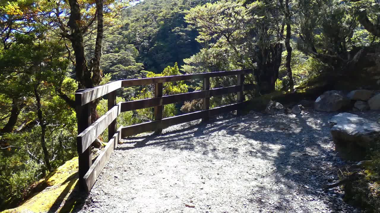 caminar por el sendero a través de un hermoso bosque de hayas de montaña para hacer una pausa en el área de visualización - paseo por la cascada del ponche del diablo, parque nacional arthur's pass