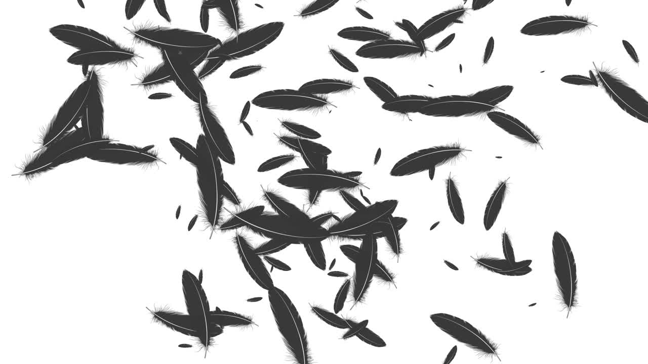 Black feather soaring particle motion graphics