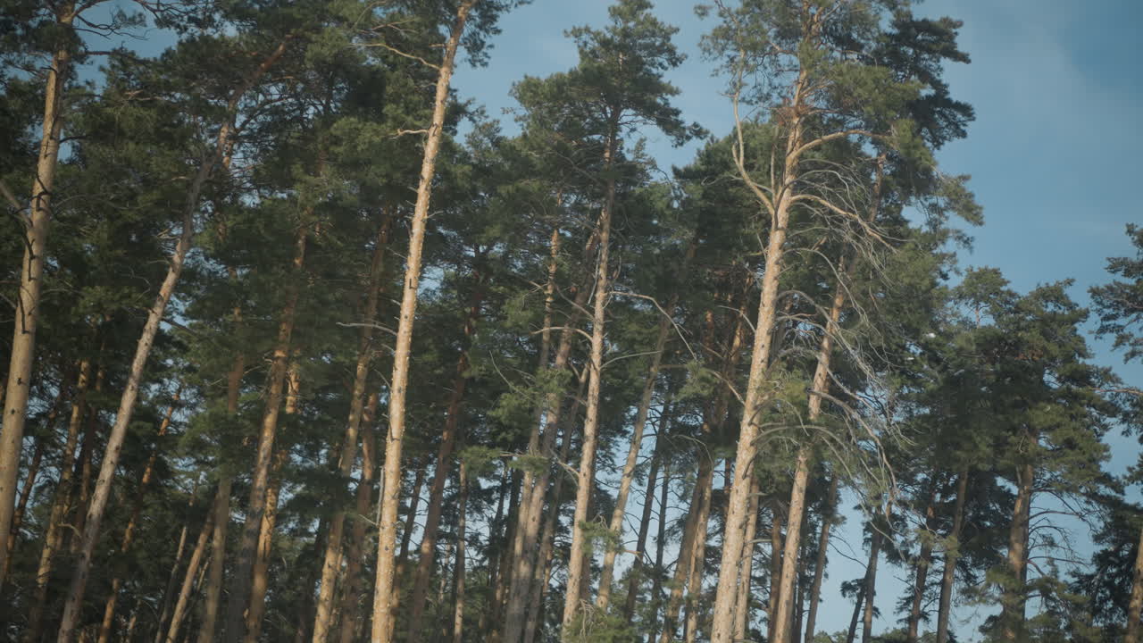 vehicle moves past tall winter trees as camera tilts upward, pine trunks rise with green crowns against blue sky, motion suggests travel along road through cold forest, sun flickers between branches