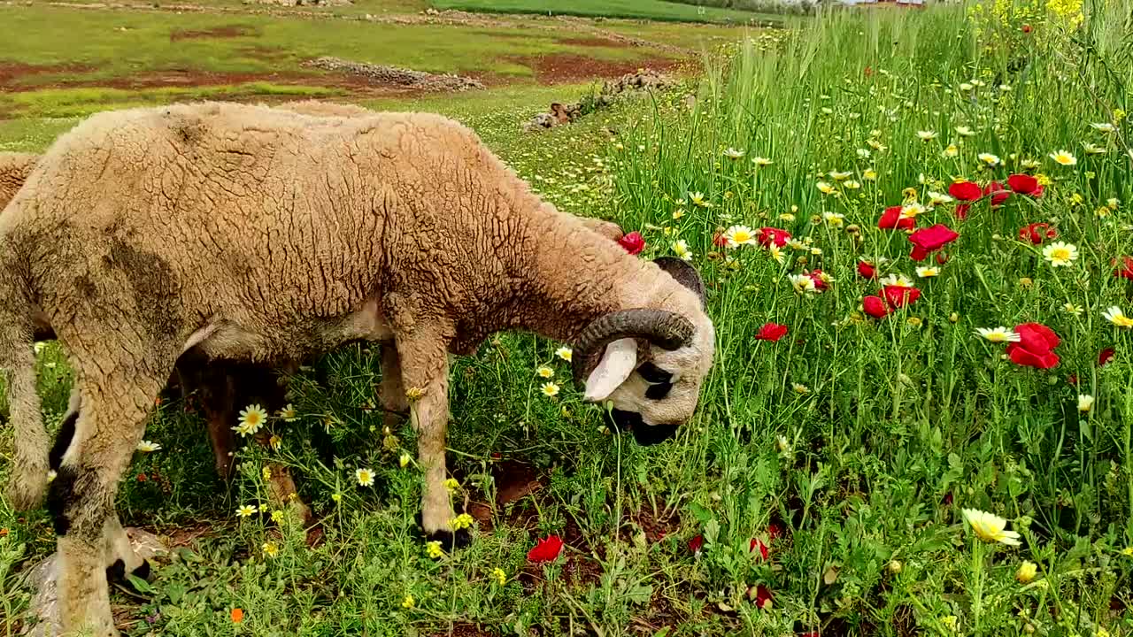 푸른 초장에서 풀을 뜯는 두 마리의 숫양과 흰 양털과 검은 얼굴을 가진 양 두 마리가 함께 풀을 뜯고 있습니다.