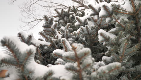 looking up at snow covered pine tree