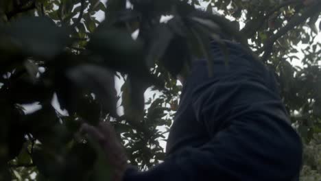 Man-walks-under-orange-trees-in-orange-fruit-farm