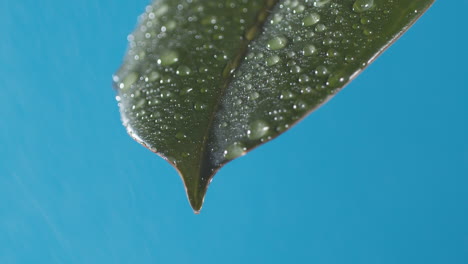 Drops-of-water-drip-from-the-green-leave-down-on-the-blue-background