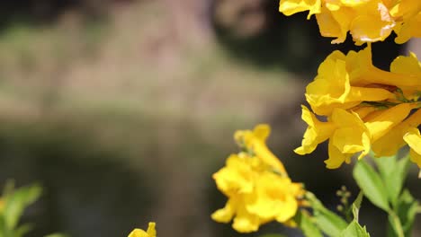 yellow flowers swaying gently in the breeze