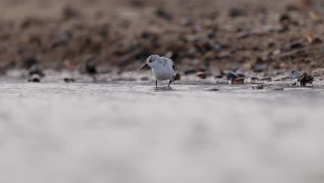 sandpiper feeding on the shore